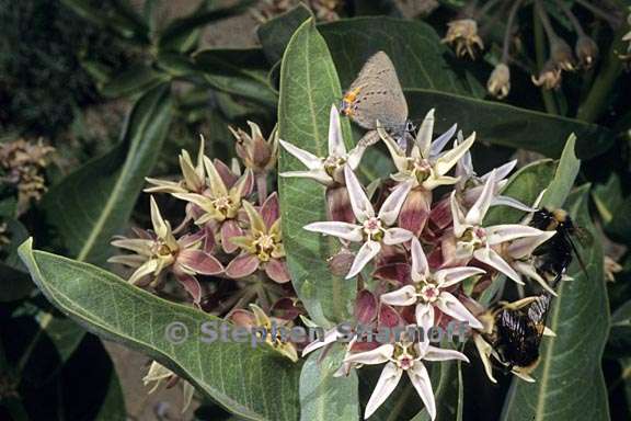 asclepias speciosa 2 graphic